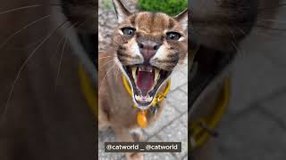 Caracal Cat  When Caracal gets angry [upl. by Borlase218]