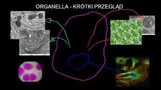 Organella  krótki przegląd [upl. by Alletnahs]