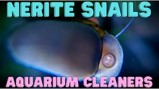 Nerite Snail  Aquarium Cleaners [upl. by Blanc616]