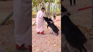 Crazy Groenendael Anzor Dog training STRAZH Odessa Ukraine 2023 [upl. by Rheinlander]