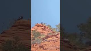 Endangered California Condors at Condor release ehubbs nature condor [upl. by Asiaj]