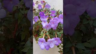 Violeta Pendente  Achimenes Grandiflora 🥰 floreslindas cultivodeplantas floresroxas [upl. by Chuu]