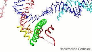 Without these Molecular Machines like this No RNA [upl. by Ivor]