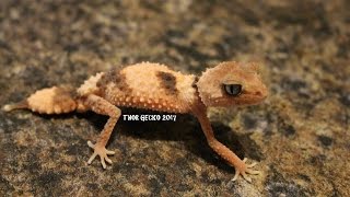 NEPHRURUS WHEELERI CINCTUS UPDATE MARCH 2017 [upl. by Ddal]