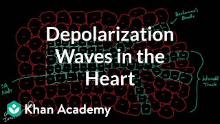 Depolarization waves flowing through the heart  NCLEXRN  Khan Academy [upl. by Modnarb]