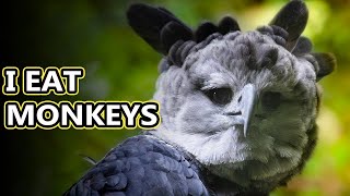 A Harpy Eagle  The Largest Eagle in the World [upl. by Oika]