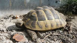 Tortue dHermann qui toblerone pourquoi [upl. by Irt]