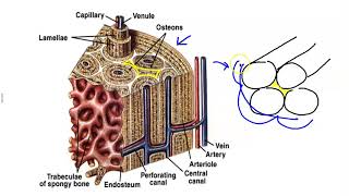 Microscopic Structure of Bone [upl. by Aicilat]