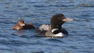 Maine Audubons annual loon count is just around the corner [upl. by Koren]