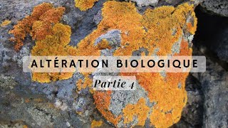 Géodynamique externe s2  altération biologique شرح بالدارجة 💥 [upl. by Neehsuan]