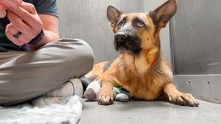 Watch the moment I figure out this German Shepherds name at the shelter 😳 [upl. by Semadar869]