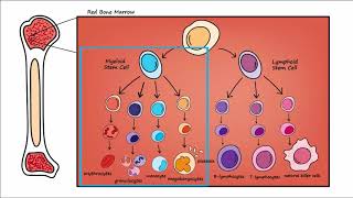 Leukemia  Overview [upl. by Felise]