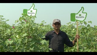 Rivulis Drip Irrigation in cotton  Hindi  Gujarat  Rivulis Irrigation India Pvt Ltd [upl. by Mahoney]