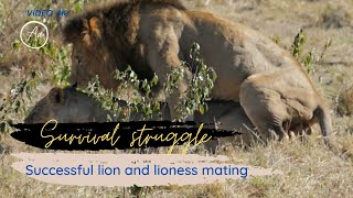 Successful lion and lioness mating  vidéo 4k [upl. by Fein846]