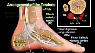 Anatomy Of The Flexor Hallucis Longus Muscle  Everything You Need To Know  Dr Nabil Ebraheim [upl. by Thibaut]