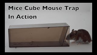 Mice Cube Mouse Trap In Action The Worlds Simplest Live Catch Mouse Trap [upl. by Harmaning]