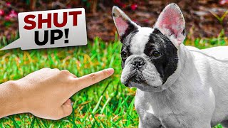 5 Things You Cannot Say To a French Bulldog [upl. by Musetta]