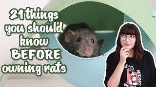 21 things you should know before owning rats [upl. by Atsillak12]