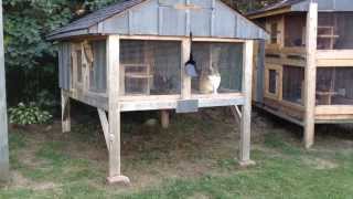 How to Build a Rabbit Hutch update [upl. by Avelin667]