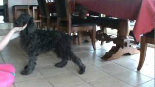 Giant Schnauzer Poodle mix Giant Schnoodle Puppies for sale [upl. by Nuahsor]