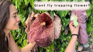 Plant Talk  Aristolochia gigantea Brasiliensis Pelican Flower  Sara Bendrick [upl. by Heintz725]