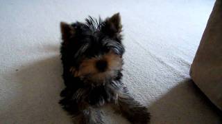 Yorkshire Terrier Puppy Barking at Camera [upl. by Mufinella]