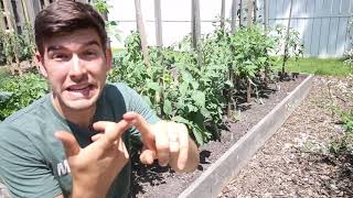 Plants You Can Intercrop With Tomatoes To Maximize Yield amp Protect Soil Health [upl. by Tracey747]