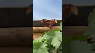 Atlas Moths are HUGE Atlasmoth wildlife youtubeshorts youtube [upl. by Kordula104]