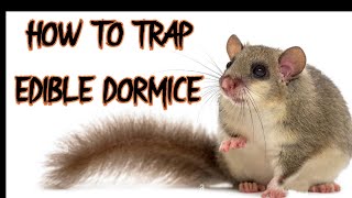 How to Remove Edible Dormice from your Home  How to Trap the European Edible Dormouse  Loir Gris [upl. by Seda]