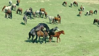 Semental Corindón caballos Encuentro de primavera con yeguas Cavalos 18 [upl. by Diaz486]