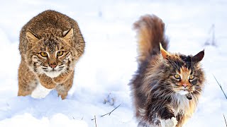 Bobcat vs Maine Coon  Who Would Win [upl. by Sirad]