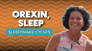 The Orexin Hormone  What Does Orexin Do In Sleep [upl. by Nesbitt]