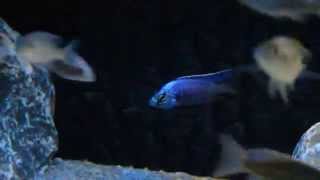 Copadichromis azureus quotMbenjiquot [upl. by Ebony]