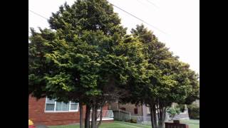 Plant ID Golden Hinoki Cypress Chamaecyparis obtusa Crippsii [upl. by Laurens]