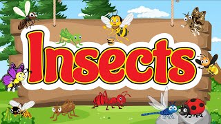 Common Insect Names for Kids  Bugs for Kids  Introduction to Insects [upl. by Llennaj]