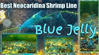 BEST Neocaridina Shrimp Line [upl. by Lorraine956]