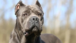 Cane Corso [upl. by Aihcrop]