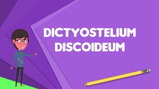 What is Dictyostelium discoideum Explain Dictyostelium discoideum Define Dictyostelium discoideum [upl. by Godliman]