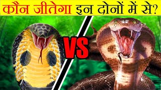 कौन जीतेगा KING COBRA VS BANDED KRAIT  Snake Fight [upl. by Alexa987]