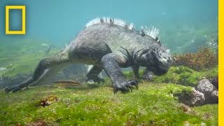 Swim Alongside a Galápagos Marine Iguana  National Geographic [upl. by Bokaj]