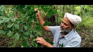 Plant 161  ಕಾಸರ್ಕನ ಮರ  kasarka Tree  Strychnos nuxvomica  Herbal amp The plant [upl. by Yeliah243]