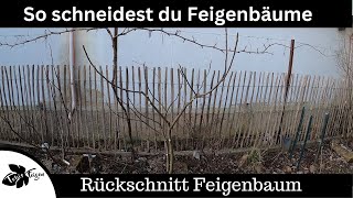 Feigenbäume schneiden  Formschnitt bei Feigen  Feigen zurückschneiden [upl. by Ahsyle]