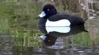 Tufted Duck Aythya Fuligula  20130303 [upl. by Namas959]