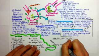 Tuberculosis Pathogenesis [upl. by Nochur]