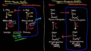 Shuttle Mechanisms MalateAspartate and GlycerolPhosphate [upl. by Mandie]