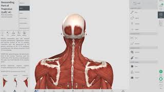 COMMON CAUSES OF NECK PAIN  Neck Pain Muscle Knot  OBTS [upl. by Machute]