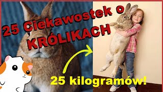 🐰 25 Ciekawostek o KRÓLIKACH 🥕 Linarchie 🐹 Informacje o królikach [upl. by Ati]