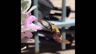 Snowberry clearwing hummingbird moth in slow motion [upl. by Elconin]