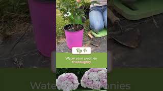 How to Plant and Grow Peonies kellylehman peonies peony [upl. by Litha]