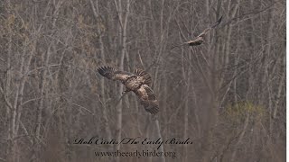 Haliaeetus leucocephalus BALD EAGLES flying catching fish 9087157 [upl. by Debi]